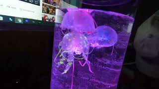 Jellyfish Lava Lamp Unboxing  Amazon [upl. by Delanie470]