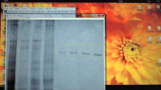 Using ImageJ to quantify protein bands on a PAGE gel [upl. by Eivi]