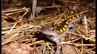 Spotted Salamander Migration  WSKG [upl. by Halfon]