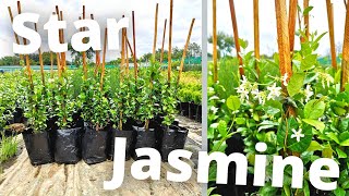 How To Grow Star Confederate Jasmine for maximum profit [upl. by Ainavi505]