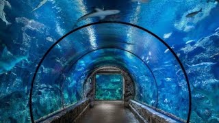 LAS VEGAS Shark Reef Aquarium Mandalay Bay MGM Resorts Cinematic Walk Through Fish Baby Sting Rays [upl. by Salvatore]