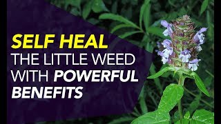 Self Heal — The Little Weed With POWERFUL Benefits [upl. by Matrona]