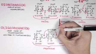 Biochemistry of Carbohydrates [upl. by Anomas911]