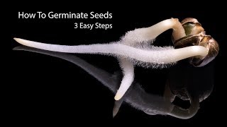 How To Germinate Seeds Fast  3 Simple Steps [upl. by Gombosi149]