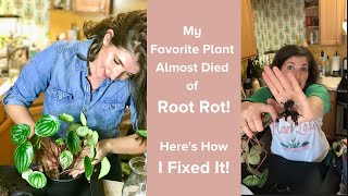 Peperomia Propagation Experiment How I Saved my Favorite Plant from Root Rot [upl. by Fife876]