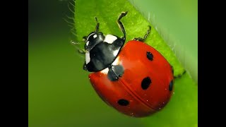 Coccinelle 🐞 Coccinella septempunctata Coccinellidae 🐞 Ladybugs [upl. by Clark982]