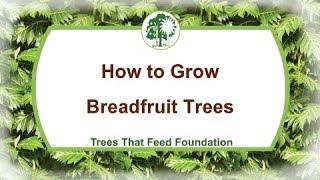 How to Grow Breadfruit Trees [upl. by Anauj]