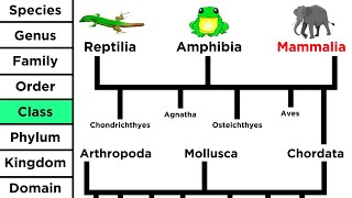 Phylogeny and the Tree of Life [upl. by Pablo473]