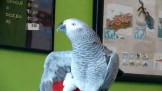 TALKING PARROT AMAZING HILARIOUS Subtitles Included [upl. by Aletse]