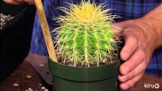 How to repot cacti amp succulentsJeff PavlatCentral Texas Gardener [upl. by Ainsley]