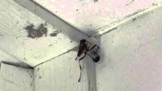 Blackandyellow Mud Dauber vs spider [upl. by Islehc]