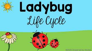 Ladybug Life Cycle [upl. by Klapp]