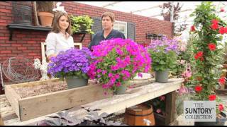 Commercial Grower Tips amp Benefits Senetti Pericallis [upl. by Soluk]