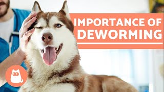 DEWORMING DOGS  5 Reasons it is Important [upl. by Straub]