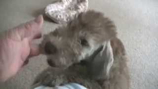 Welcoming Bedlington terrier puppy [upl. by Bolten]