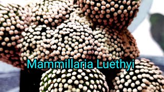 Mammillaria Luethyi [upl. by Furgeson]