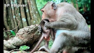 Mom Monkey Start Weaning Progress Made Baby Cry  BBlover 88 [upl. by Huberty]