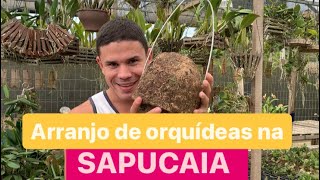 SAPUCAIA PARA PLANTAR ORQUÍDEAS [upl. by Anit]