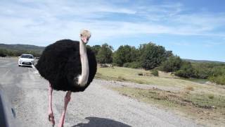 Funny ostrich [upl. by Chapa]