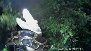 Floridaman Saves ALLIGATOR From PYTHON ATTACK REAL Everglades Contractor TRAPPER MIKE [upl. by Neom]