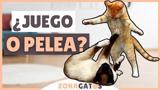 ¿Cómo saber si dos gatos JUEGAN o se PELEAN [upl. by Eldin]