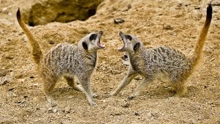 Meerkat Vs Meerkat Deadliest fight  Nat Goe Wild [upl. by Sibeal]