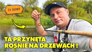 ŁOWIĘ na PRZYNĘTĘ którą MOŻNA MIEĆ ZA DARMO [upl. by Ainsworth]