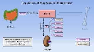 Magnesium Disorders [upl. by Aramac125]