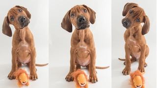 Rhodesian Ridgeback Puppy Training [upl. by Maye358]