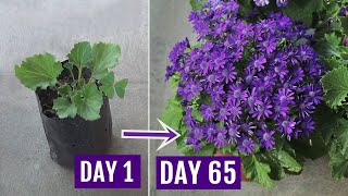 Secrets to Get 10X More Flowers on Cineraria Plants With UPDATES [upl. by Flodur]