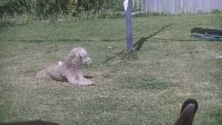 Bedlington terrier playing and barking [upl. by Nolana]