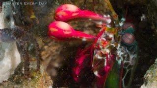 MANTIS MURDER SHRIMP Slow Motion  Smarter Every Day 121 [upl. by Olvan105]