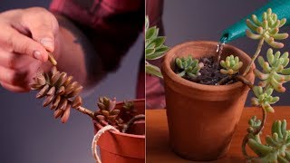 5 tips para cuidar tus SUCULENTAS  Cuidado plantas 🌱 [upl. by Enniotna806]