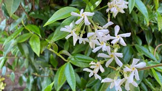 Growing Star Jasmin Trachleospermum in the UK and other cold climates [upl. by Aneetsyrk]