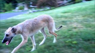 Irish WolfhoundWhippet Lurcher [upl. by Barth629]