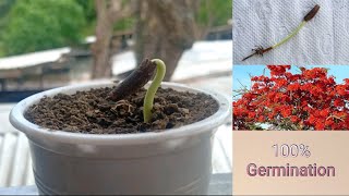 Fire Tree Seed Germination [upl. by Travers]