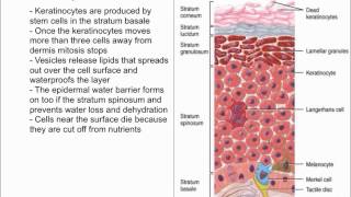 Keratinocytes [upl. by Budding543]