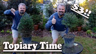 How to Make a Topiary  Lowes Clearance Plant [upl. by May]