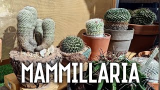 My Mammillaria collection [upl. by Dnalra]