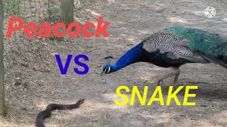 Interesting Facts About Peacocks And Peahens Or The Peafowls [upl. by Nahtaneoj]