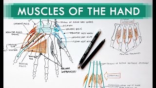 Muscles of the Hand  Origin Insertion Nerve Supply  Anatomy Tutorial [upl. by Erinn]