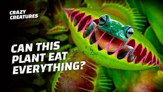 What Is the Weirdest Thing a Venus Flytrap Eats [upl. by Britton]