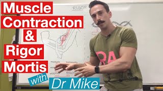 Rigor Mortis and Muscle Contraction  Muscular System [upl. by Eitsirhc]