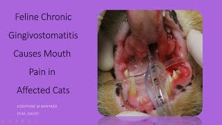 Feline Chronic Gingivostomatitis  a painful gum disease in cats [upl. by Carnay450]