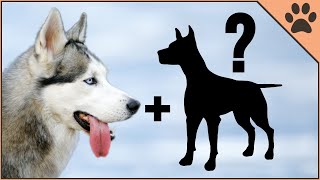 9 Husky Mix Breeds  Siberian Husky Cross Breeds [upl. by Valenza285]