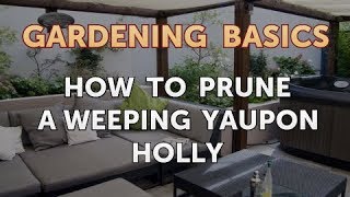 How to Prune a Weeping Yaupon Holly [upl. by Banky]