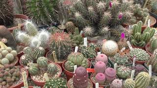 Cactus Plant VERY LARGE RARE CACTI PRIVATE GARDEN SPECIALIST COLLECTION Essex England UK 2018 [upl. by Asirak772]