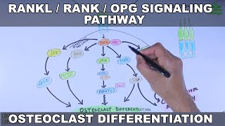 RANKLRANKOPG Signaling Pathway  Osteoclast Differentiation [upl. by Navak]