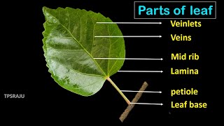 6th science 2nd lesson  part  7 LEAF  PARTS  VENATION  FUNCTIONS [upl. by Gelhar]