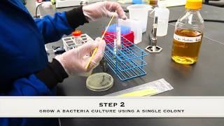 Determination of the Minimum Inhibitory Concentration of an antibiotic [upl. by Zelazny]